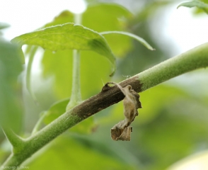 Lesione marrone di peronospora su picolio e su un foglio. <b><i>Phytophthora infestans</i></b> (mildiou)