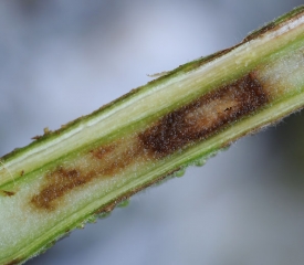 Brunimento e alterazione principianti del midollo di un gambo di pomodoro tagliato longitudinalmente. <b><i>Pseudomonas corrugata</i></b> (mozzo nero)