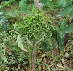 Lo sviluppo dell'apice di questo piede di pomodoro è bloccato dal parassitismo del <b>virus delle foglie gialle a cucchiaio</b> (<i>Tomato yellow leaf curl virus</i>, TYLCV)