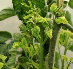 Le foglioline dei rami ascellari di questo piede di pomodoro coltivato sotto riparo sono particolarmente gialle. <b>Virus delle foglie gialle in cucchiaio</b> (<i><b>Tomato yellow leaf curl virus</i></b>, TYLCV)