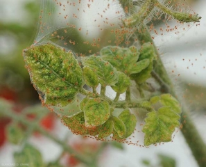 Tela setosa punteggiata da minuscoli e molti acari che avvolgono una foglia di pomodoro. Le foglioline sono più piccole e clorotiche. <b><i>Tetranychus urticae</i></b> (acaro tessitore, ragno falena)