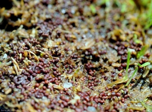 Molti scleroti da arancio a marrone rossastro da 1 a 3 mm di diametro coprono parzialmente il terreno. <i><b>Athelia rolfsii</b></i>(ex <i><b>Sclerotium rolfsii</I></B>, southern blight).