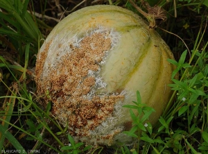 Sclerotium_Melon2