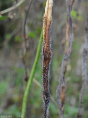 Choanephora-haricot2
