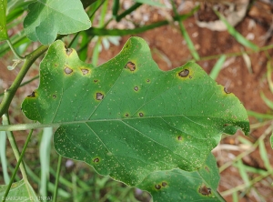 Cercosporiose-Aubergine2