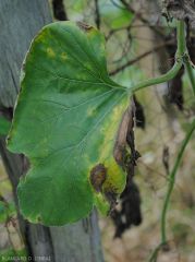 Aspect de lésions provoquées par <i>Myrothecium roridum</i> sur feuille de calebasse (<i>Lagenaria siceraria</i>)