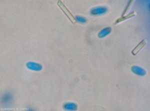 I conidi ialini sono di forma cilindrico-ovoidale, sono piuttosto corti, misurano 3-7,5 x 2-5 micron e presentano uno o due punti di rifrazione.  <i> <b> Elsinoë ampelina </b> </i>