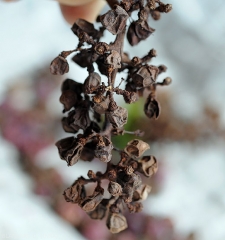 Diplodiella4