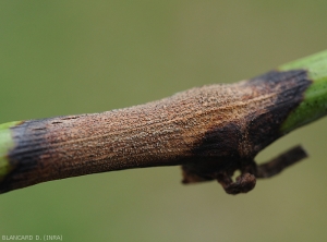 Particolare di una lesione causata da <i> <b> Pilidiella diplodiella </i> </b> su un tralcio di vite.