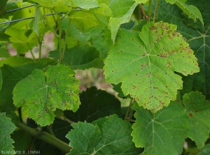 Attenzione a non confondere su alcuni vitigni le macchie fogliari dell'antracnosi (foglia sinistra) con quelle della peronospora (foglia destra) <i> <b> Elsinoë ampelina </b> </i>.  (antracnosi)