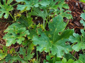 Des taches brunes parsèment plusieurs feuilles de ce pied de courgette. Notez le halo bien marqué autour de certaines d'entre-elles. <i><b>Colletotrichum orbiculare</b></i> (anthracnose)