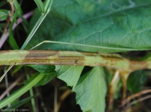 Larges lésions graisseuses et allongées, brun sombre sur tige de calebasse.  <i><b>Colletotrichum orbiculare</b></i> (anthracnose)