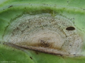 Détail sur chou de la discrête moisissure noirâtre qui couvre les tissus lésés du limbe à sa face inférieure. <i>Alternaria brassicicola</i> (alternariose)