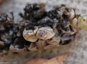 Quasi tutti gli acini sono collassati e ricoperti dalla muffa prodotta da un <b> <i> Aspergillus </i> sp. </b> Solo due acini anch'essi colpiti, sono ancora visibili di colore biancastro (vitigni a bacca bianca).