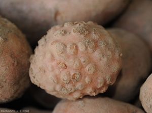 Nematodes-Pomme-terre1