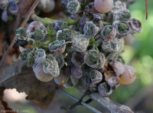 Acini d'uva affetti da <b> <i> Cladosporium </i> </b> (cuscinetti verdi) o da <i> Botrytis cinerea </i>