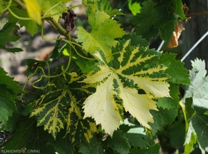 Ingiallimento del nervo evoluto sulla foglia di vite.  <i> Virus delle foglie a ventaglio della vite </i> (GFLV) (<b> annodato corto </b>)