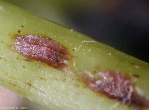 Cuscinetti di spore formati su queste due lesioni osservate su un ramo di vite.  <i> <b> Elsinoë ampelina </b> </i> (Antracnosi)