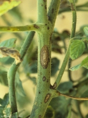 Détail de lésions d'alternariose sur tige et pétioles de tomate. Noter également les motifs concentriques. <i><b>Alternaria tomatophila</b></i> (alternariose, early blight)