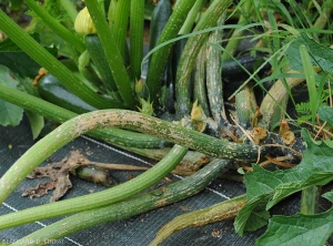 De nombreux pétioles de feuilles de courgette montrent des plages beigeâtres superficielles et étendues.  <b><i>Monographella cucumerina</b></i> (plectosporiose)