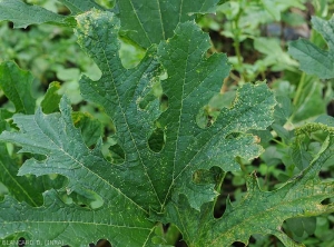 De nombreuses petites lésions blanches à crèmes, de forme allongée à losangique, parsèment le limbe de cette feuille de courgette. <b><i>Monographella cucumerina</b></i> (plectosporiose)