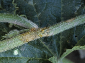 Phytophthora_Courgette4