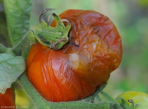 Mouche-fruits-tomate6