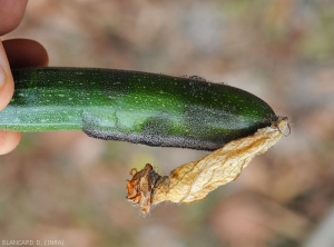 Choanephora-Courgette5