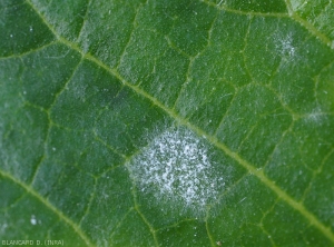 Aspect d'une jeune colonie mycélienne de <i><b>Podosphaera xanthii</b></i> ou de <i><b>Golovinomyces cichoracearum</b></i> se développant sur une feuille de melon. (oïdium)