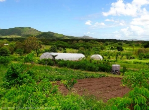 Cultures légumières et tunnels plastique dans la zone de production de la Tamoa