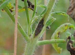 Corynespora-Tomate8