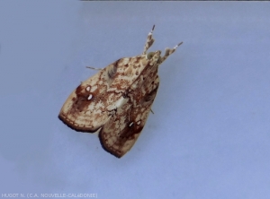 Papillon de la pyrale du chou, <b><i>Crocidolomia binotalis</i></b> (= <i>C. pavonana</i>). 