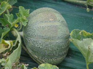 Brulure-solaire-melon