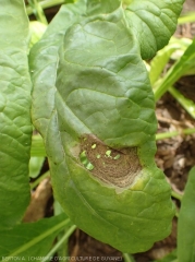 Large lésion d'alternariose sur feuille de navet. <i><b>Alternaria brassicicola</i></b>