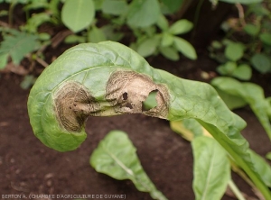 Larges taches sporulées d'alternariose sur feuille de navet. <i><b>Alternaria brassicicola</b></i>