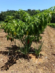 Plant de piment associé à la ciboule