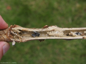 Une coupe longitudinale dans une lésion permet de constater la totale dégradation des tissus interne, et la présence de mycélium et de gros sclérotes noirs. (<i><b>Sclerotinia sclerotiorum</i></b>)