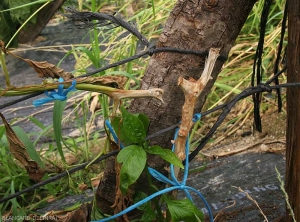 Cette tige de poivron est ceinturée par une lésion nécrotique très évoluée.  la tige très altéré est cassée. (<i><b>Sclerotinia sclerotiorum</i></b>)