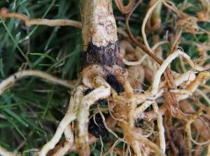 Rhizoctonia-Melon6