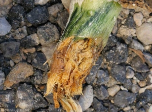 Rhizoctonia-Courge1