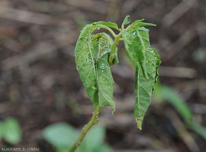 Cochenille-Piment-Guyane4