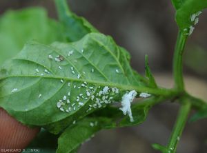 Cochenille-Piment-Guyane6