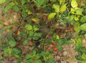 Aleurodes-Piment-Guyane