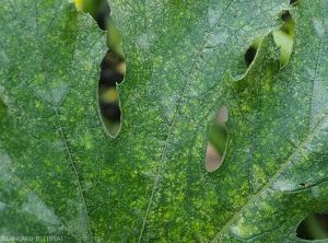 Acariens-Courgette3