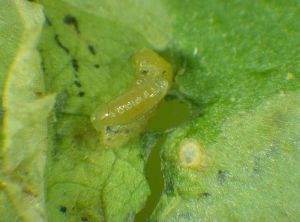 Liriomyza_trifoli_larve