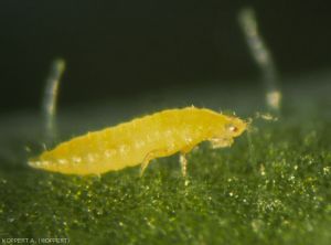 Frankliniella-occidentalis3