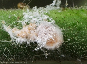 Cochenille-Tomate2