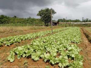 Culture de laitue sur billon à Cacao