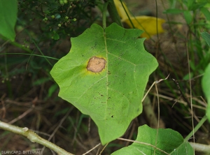 Large tache  sur feuille d'aubergine. Irrégulière  et nécrotique, elle est entourée d'un halo chlorotique.  <b><i>Phomopsis vexans</i></b>.  