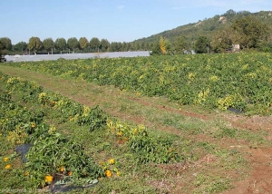 Parcelle de poivron affectée par le Stolbur. Notez les nombreuses plantes rabougries et chlorotiques. <b><i>Candidatus</i> Phytoplasma solani</b> (stolbur)